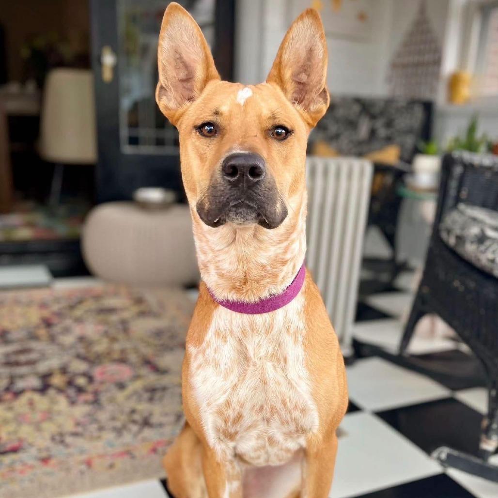 Enlarge Sugar, a Adoptable mixed breed in Mooresville, IN image 5/5