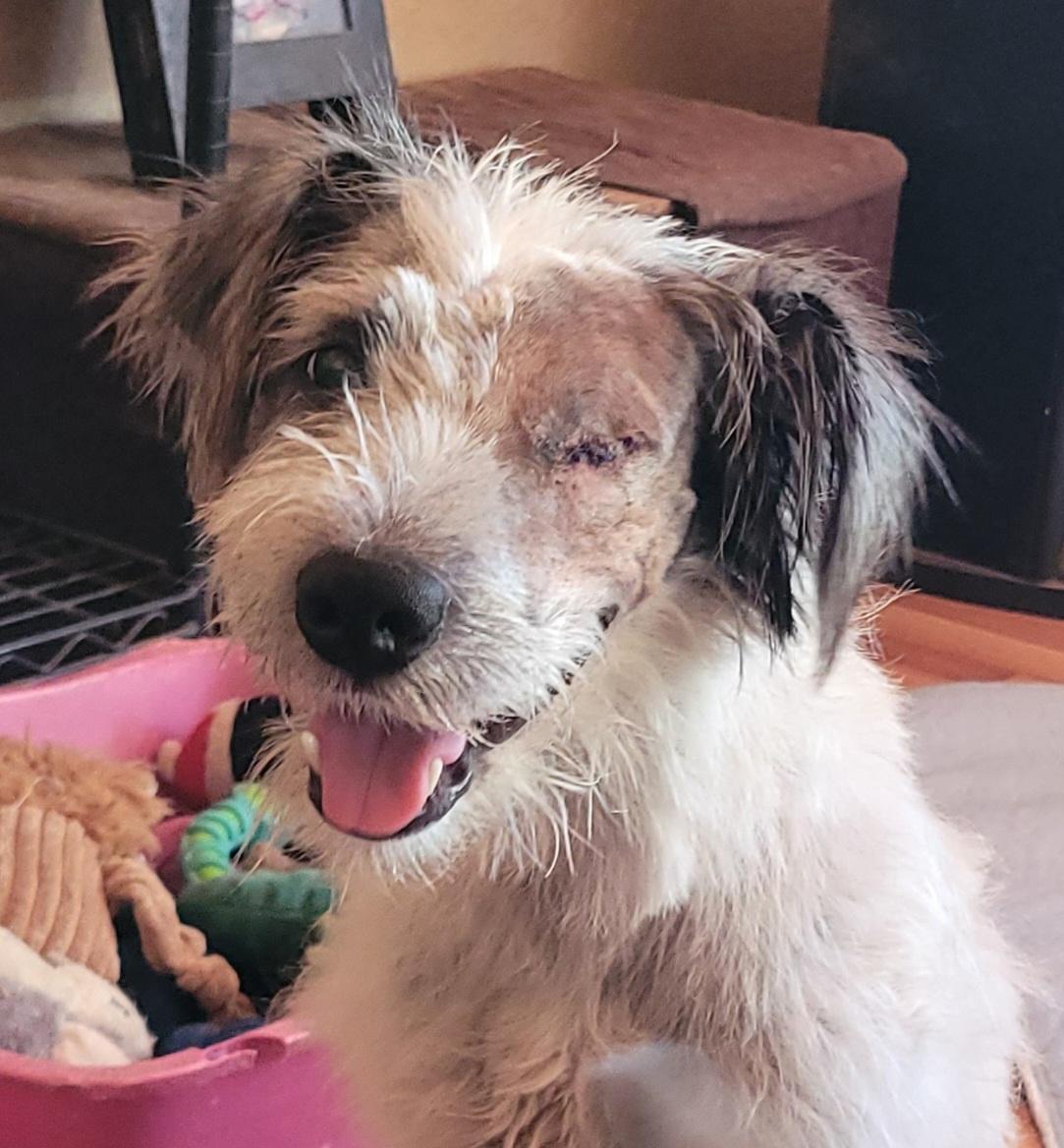 Uno, ADOPTABLE, Adult Male Fox Terrier & Parson Russell Terrier.
