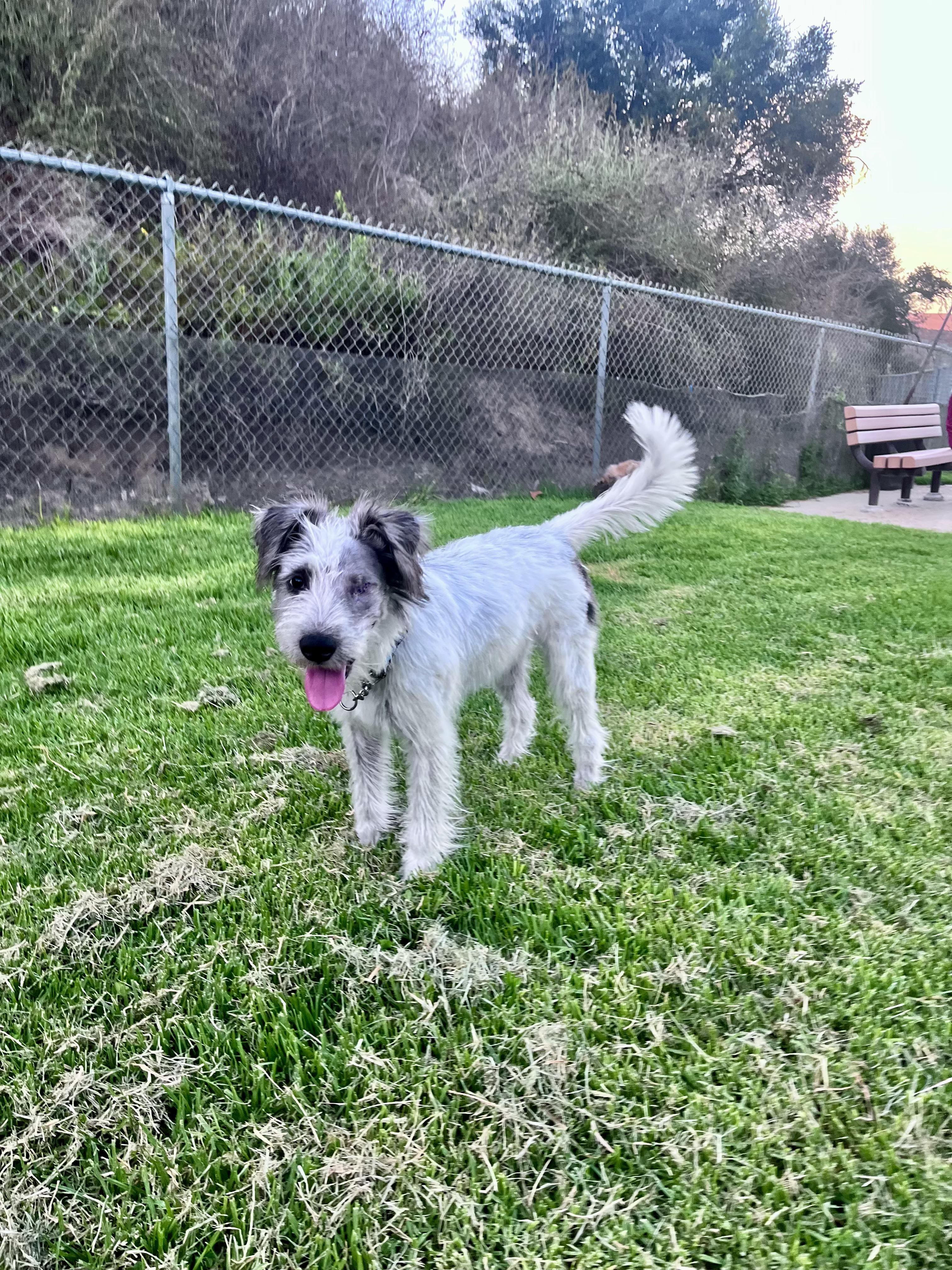 Uno, a ADOPTABLE mixed breed in Reseda, CA image 2/6
