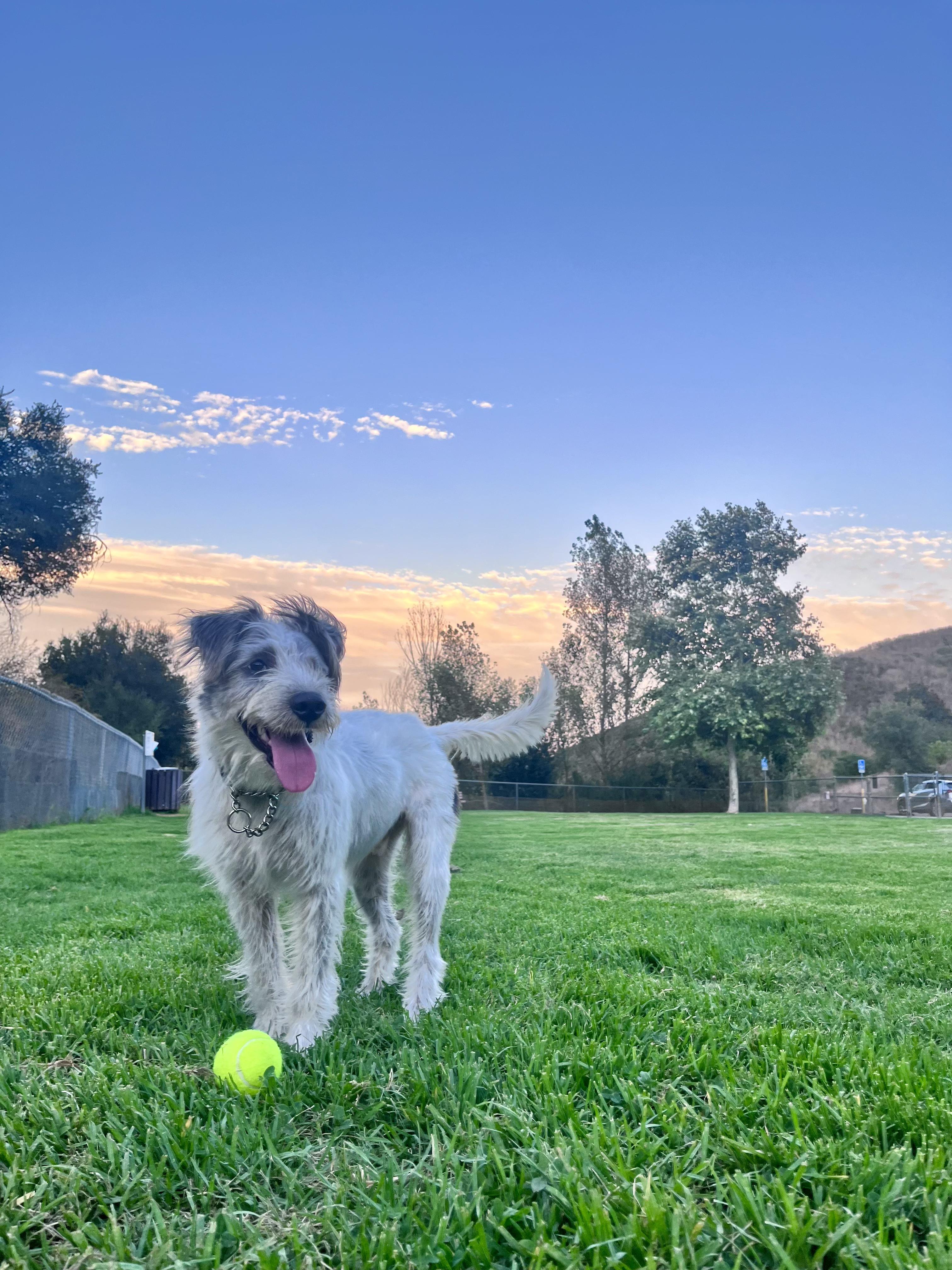 Uno, a ADOPTABLE mixed breed in Reseda, CA image 4/6