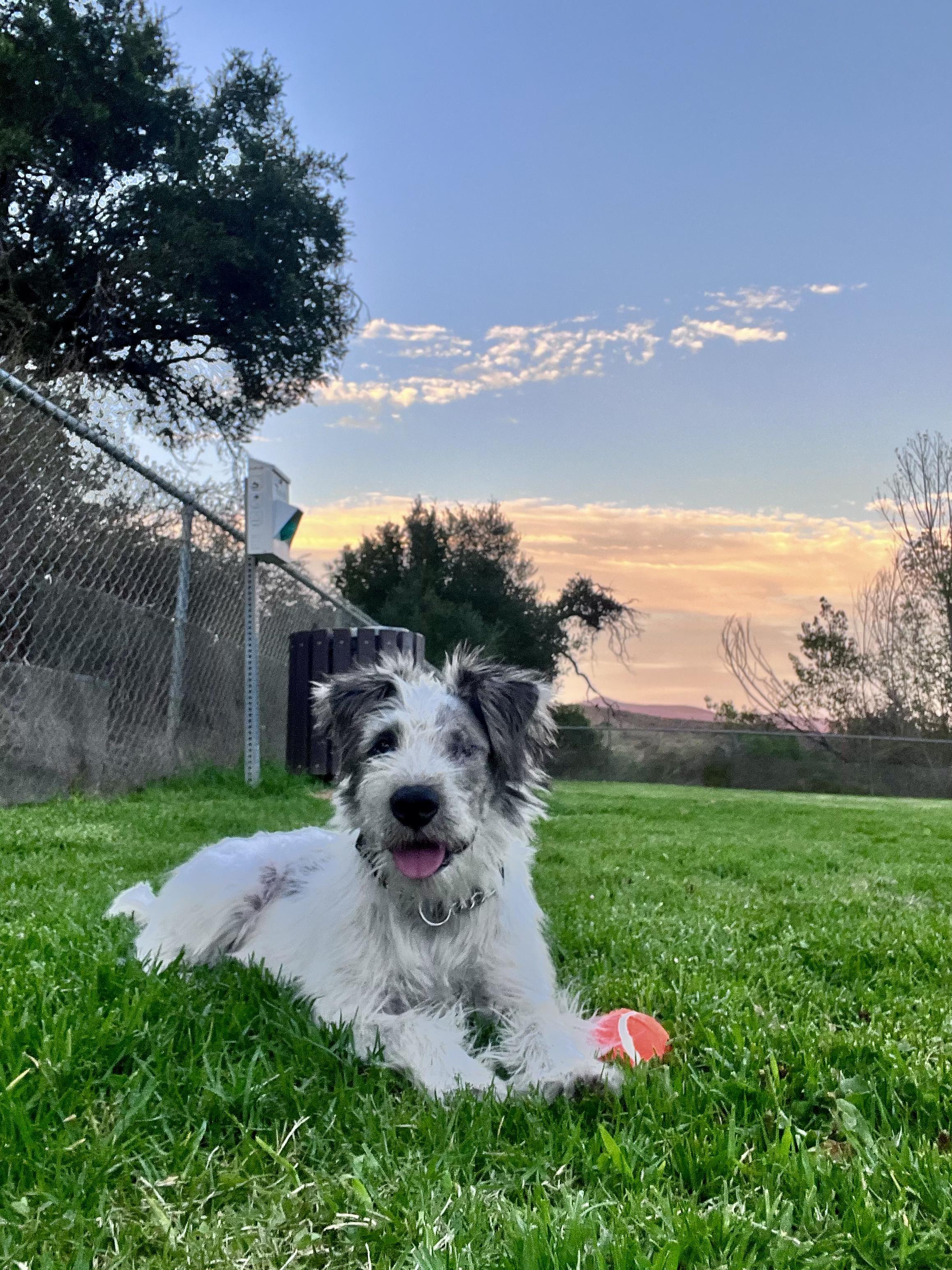 Uno, a ADOPTABLE mixed breed in Reseda, CA image 5/6