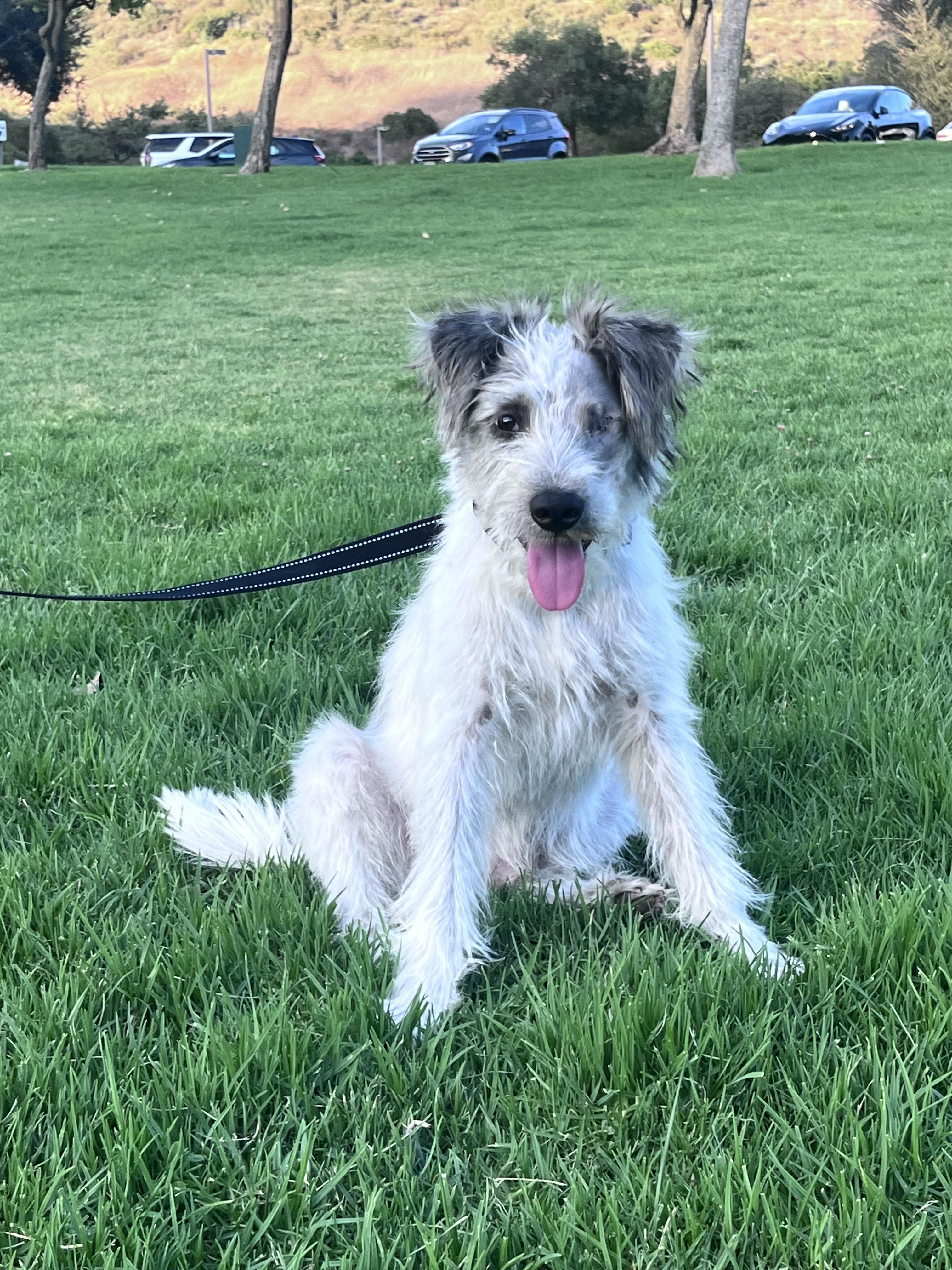 Uno, a ADOPTABLE mixed breed in Reseda, CA image 6/6