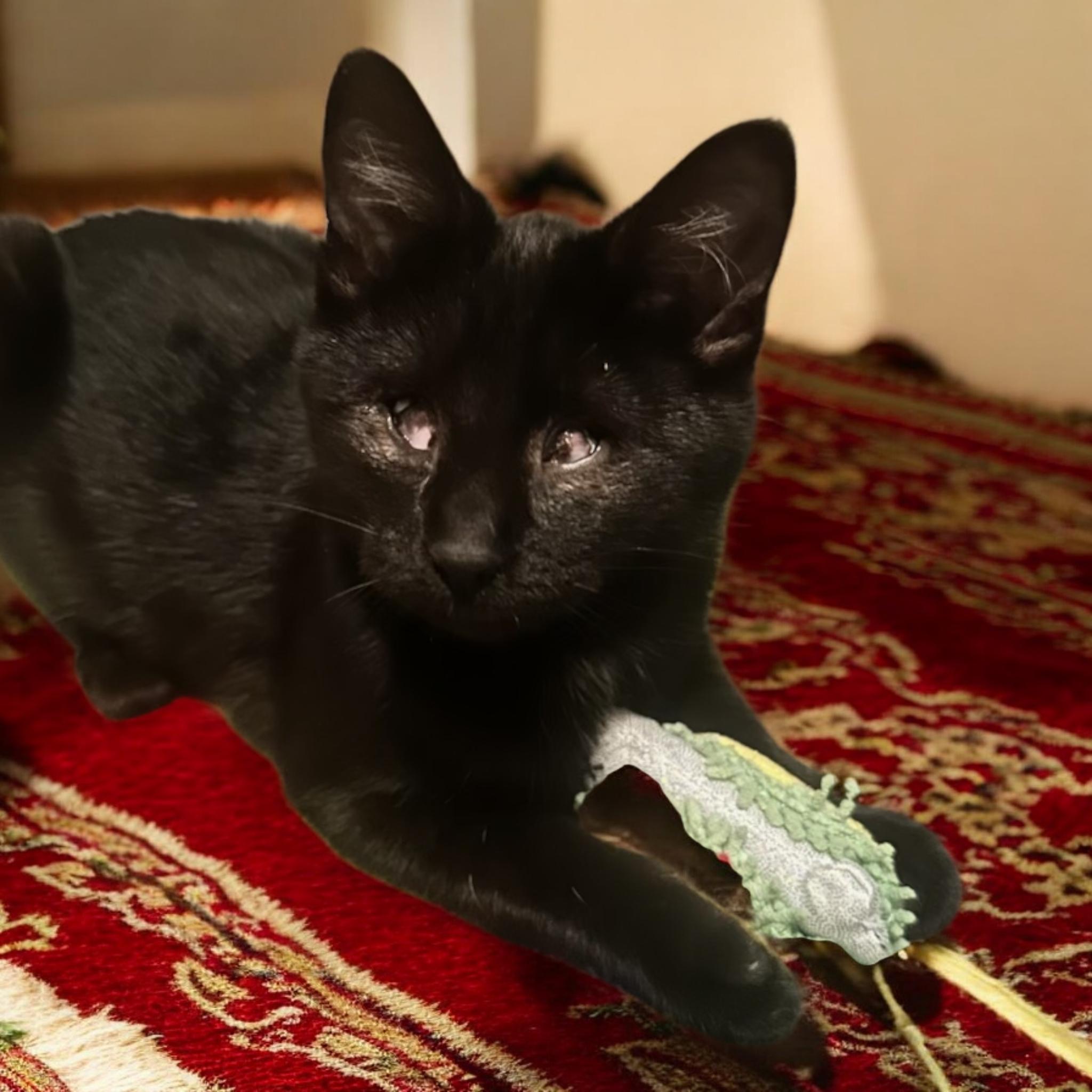 Enlarge TONKY, an adopted Bombay in Salida, CA image 2/2