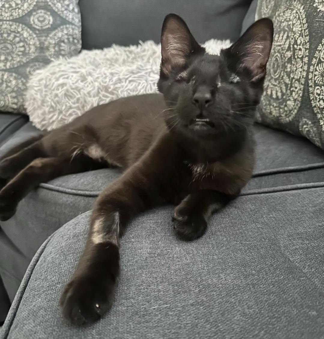 TONKY, adopted, Kitten Female Bombay.