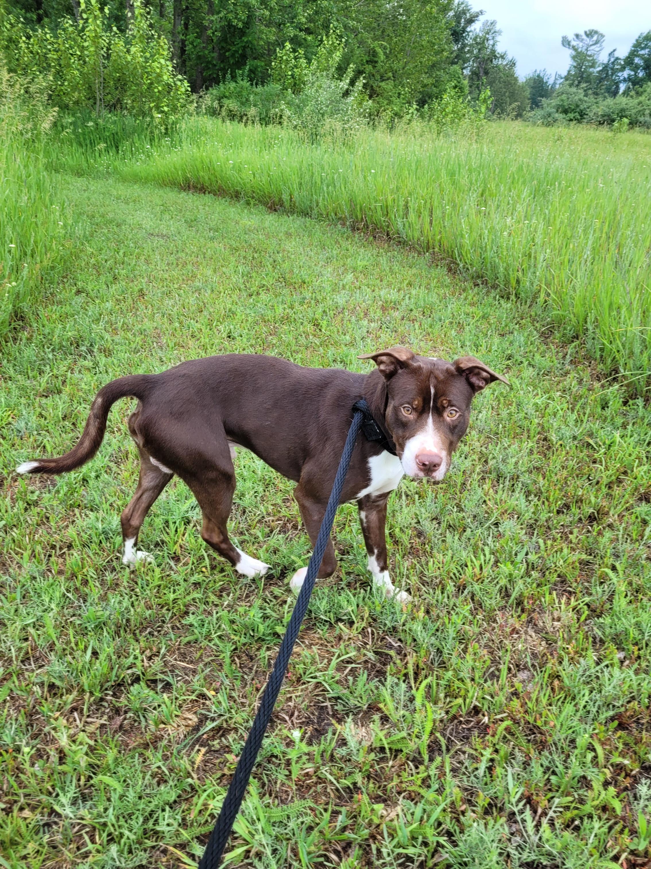 Milo photo 2