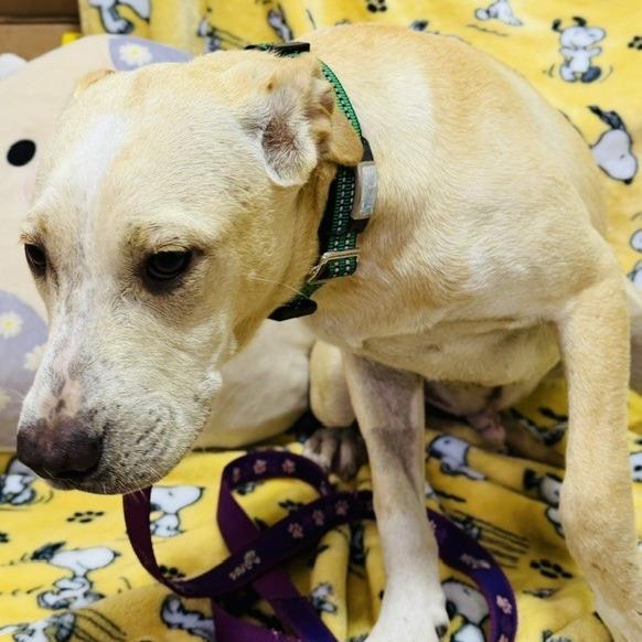 Ian, a Adoptable Mixed Breed in Williston, FL image 2/4