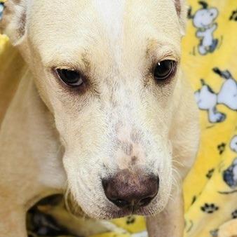Ian, a Adoptable Mixed Breed in Williston, FL image 3/4