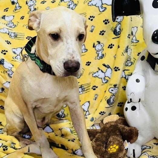 Ian, a Adoptable Mixed Breed in Williston, FL image 4/4