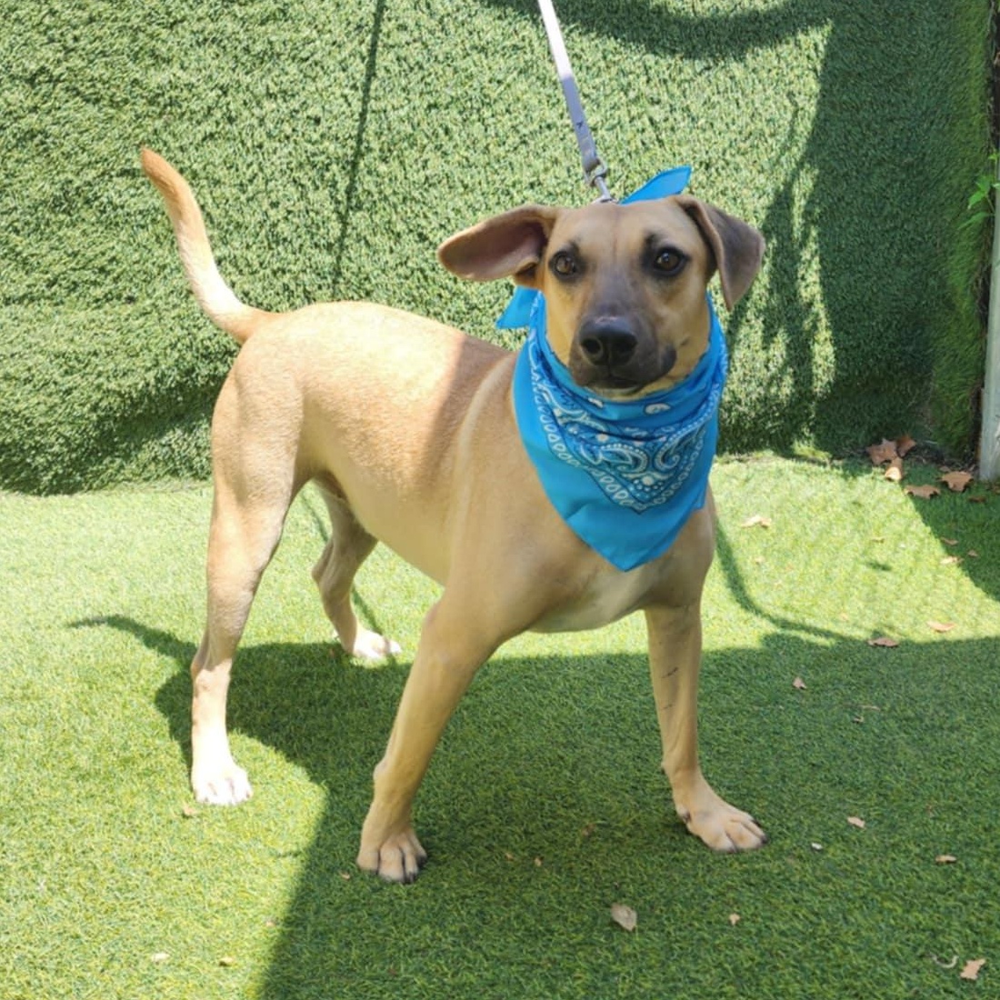 Jack — thumbnail 2