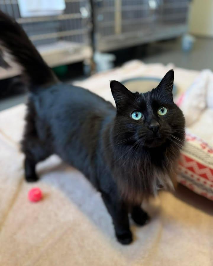 Enlarge Azzy, a ADOPTABLE mixed breed in Keswick, ON image 1/1