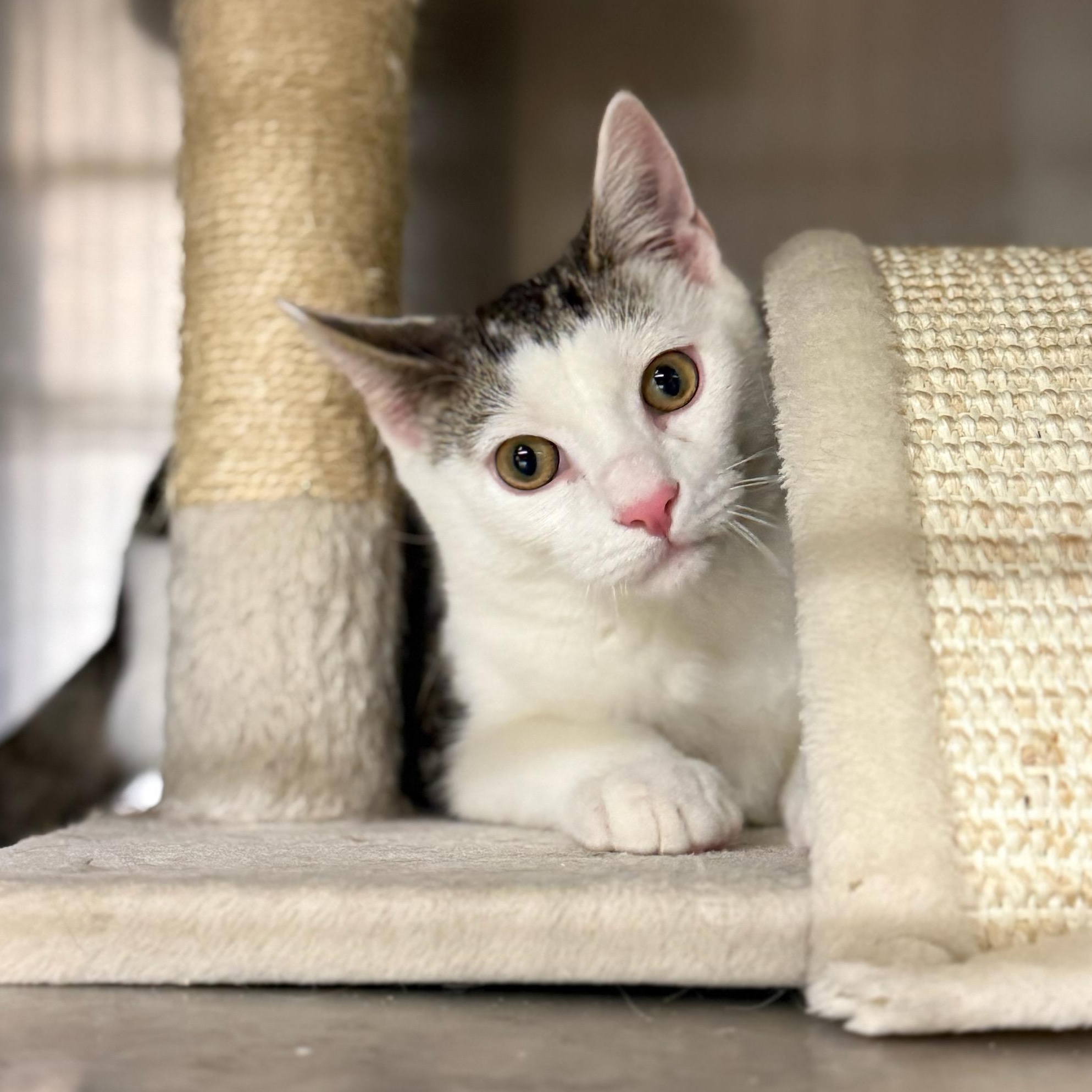 Paddy, ADOPTABLE, Young Male Domestic Short Hair.