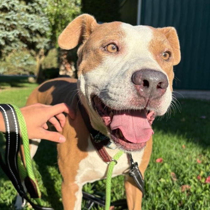 Enlarge Bruno, a Adoptable mixed breed in KITCHENER, ON image 2/5