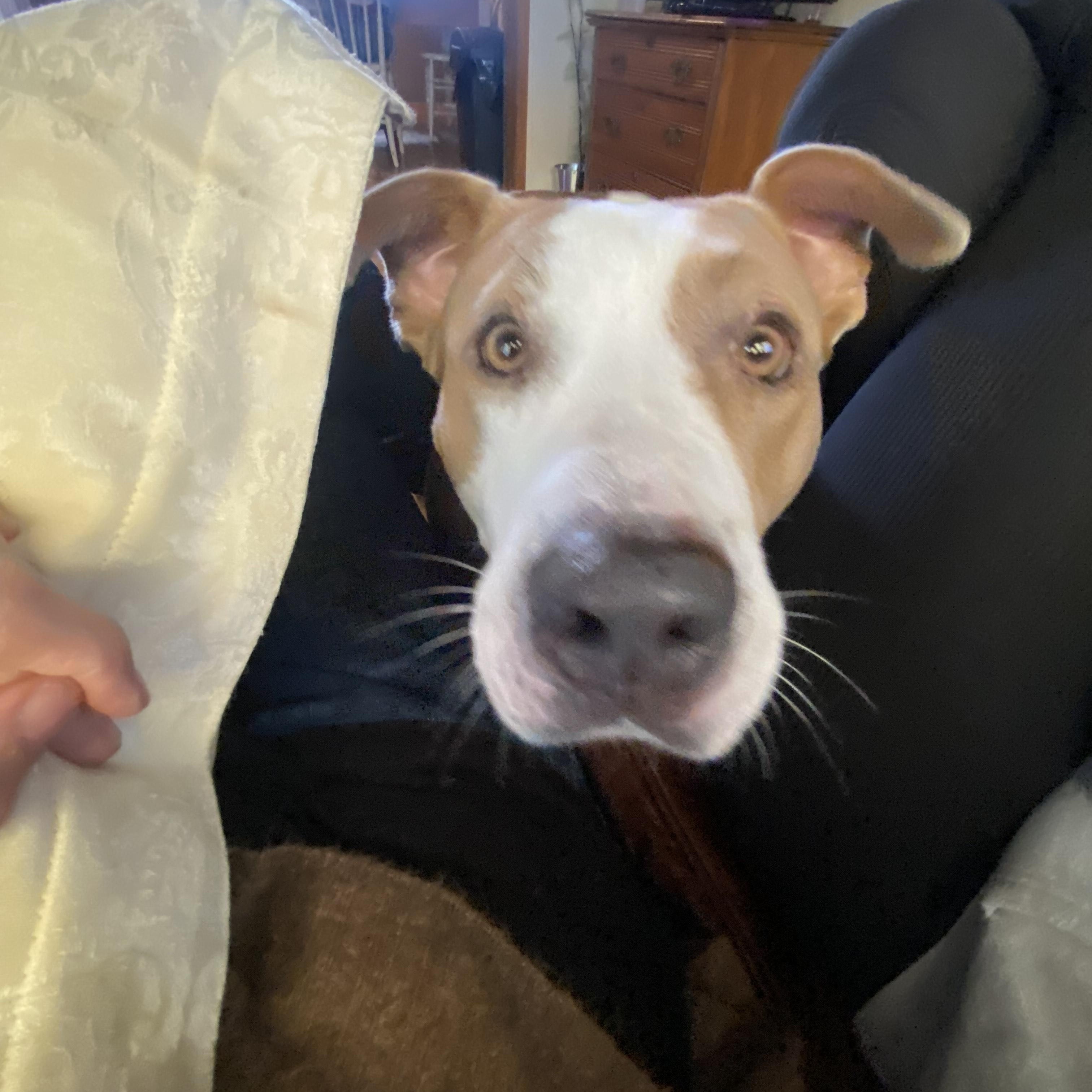 Enlarge Bruno, a Adoptable mixed breed in KITCHENER, ON image 3/5