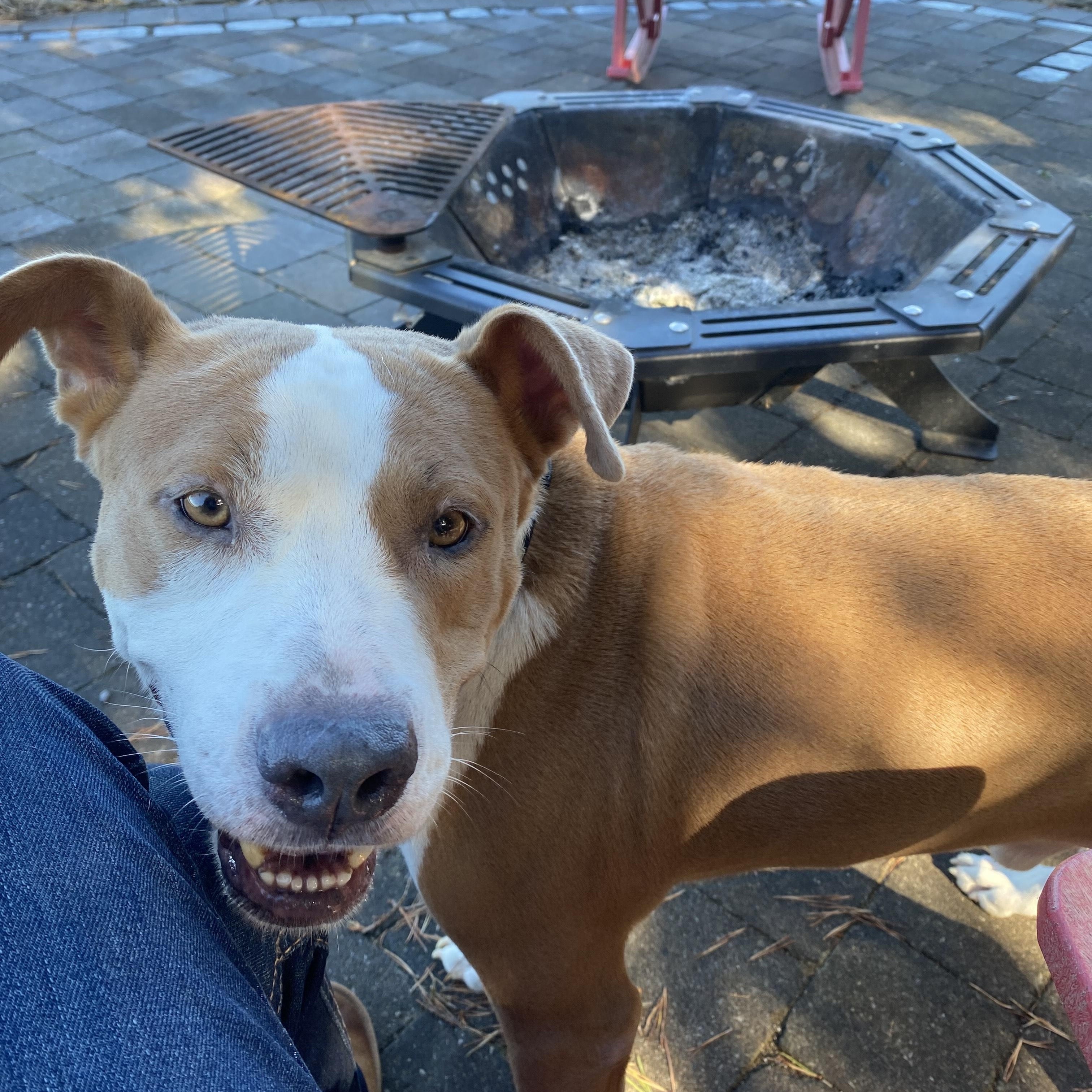 Enlarge Bruno, a Adoptable mixed breed in KITCHENER, ON image 4/5