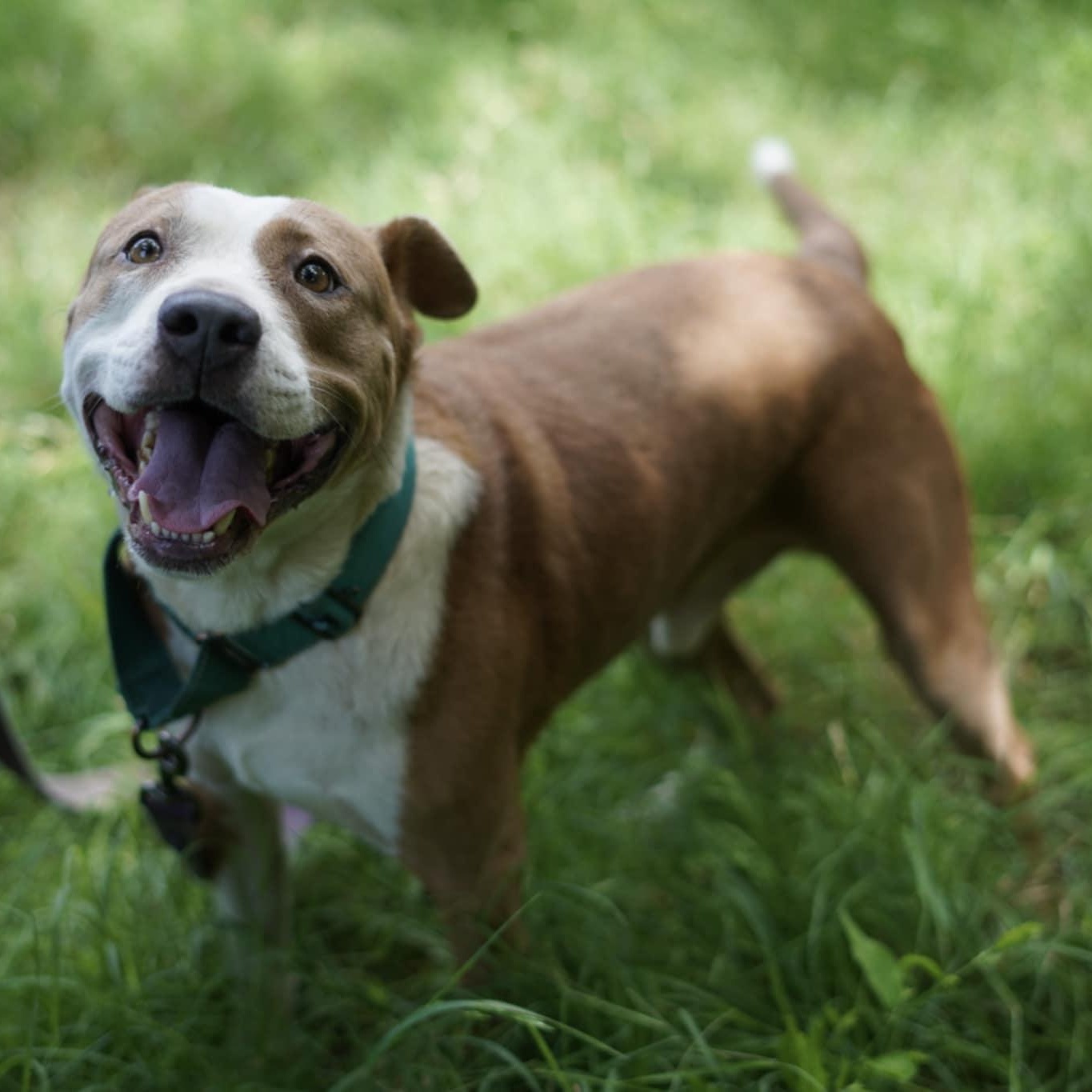 Enlarge Bruno, a Adoptable mixed breed in KITCHENER, ON image 1/5