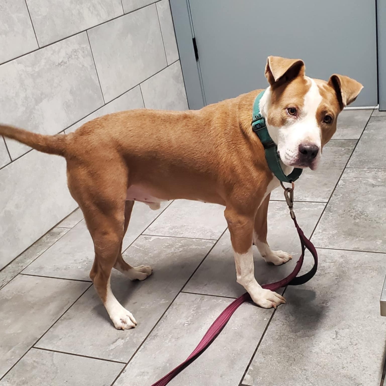 Enlarge Bruno, a Adoptable mixed breed in KITCHENER, ON image 5/5