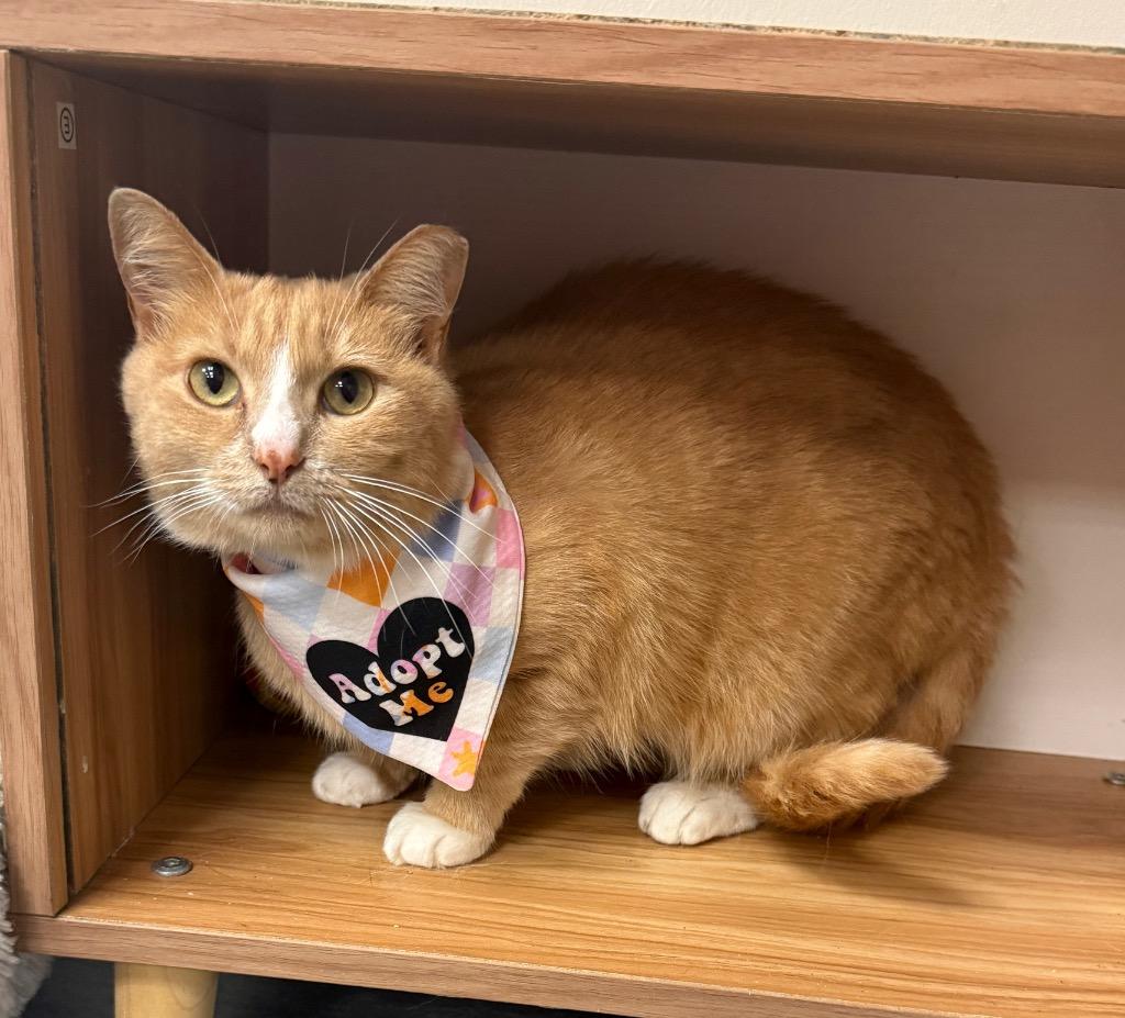 Enlarge Buffy, a Adoptable mixed breed in Columbia, TN image 2/3