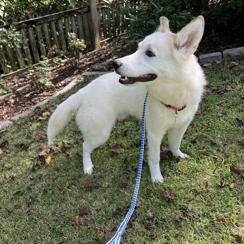 Enlarge Lobo RC, a Adoptable mixed breed in South Portland, ME image 2/5