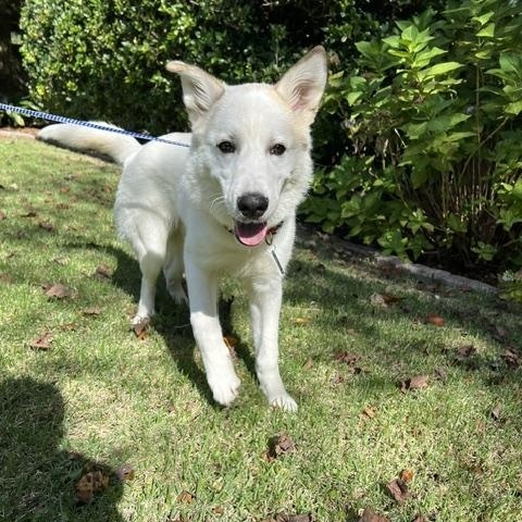 Enlarge Lobo RC, a Adoptable mixed breed in South Portland, ME image 3/5