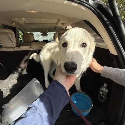 Enlarge Lobo RC, a Adoptable mixed breed in South Portland, ME image 4/5