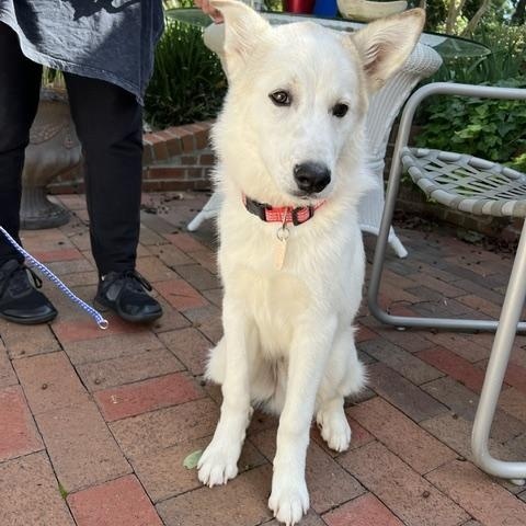 Enlarge Lobo RC, a Adoptable mixed breed in South Portland, ME image 1/5