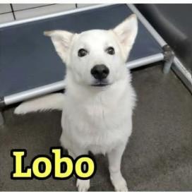 Enlarge Lobo RC, a Adoptable mixed breed in South Portland, ME image 5/5
