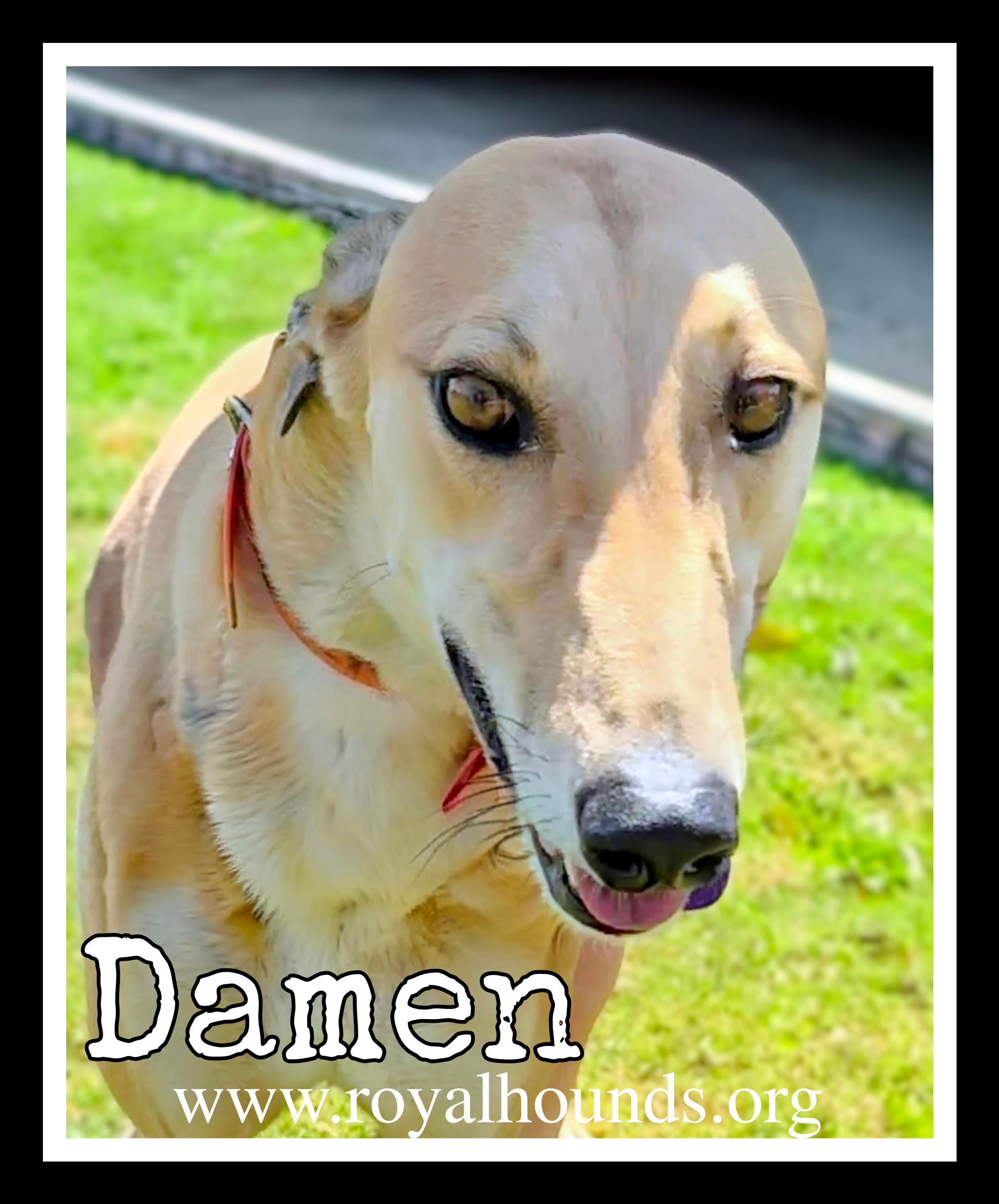 Damen , ADOPTABLE, Adult Male Greyhound.