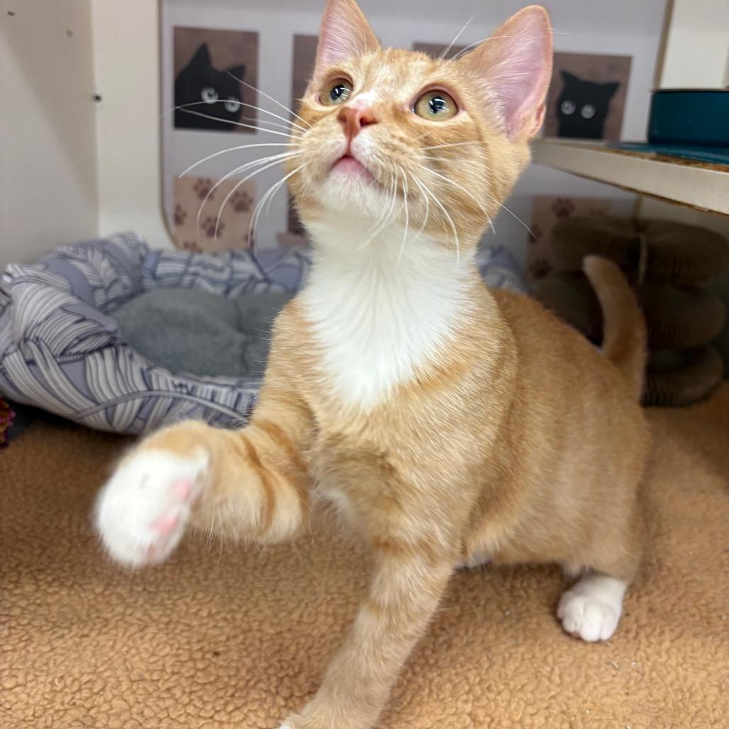 Dandi Dyal-DP, Adoptable, Kitten Male Domestic Short Hair.