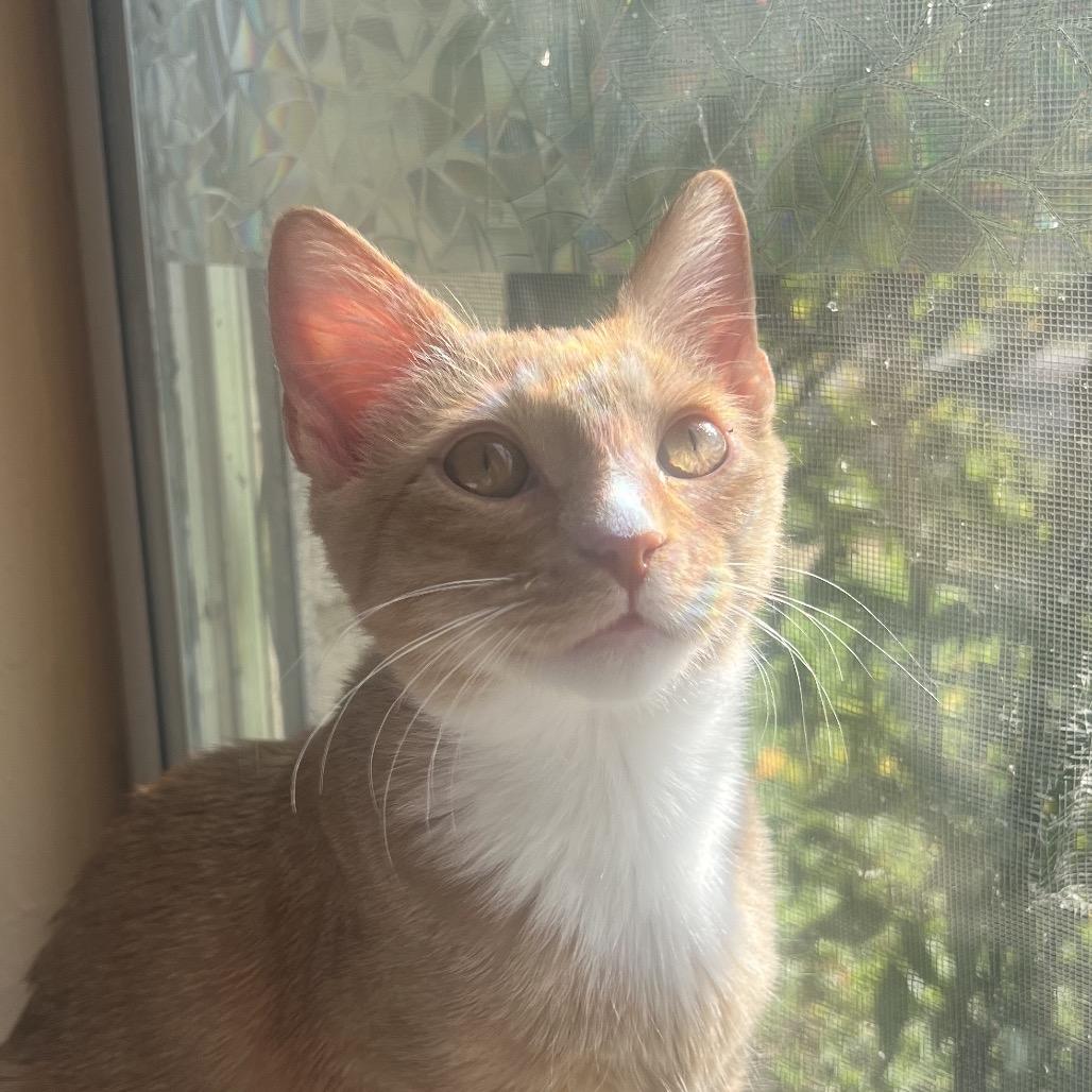Dandi Dyal-DP, a Adoptable Domestic Short Hair in Tallahassee, FL image 2/6