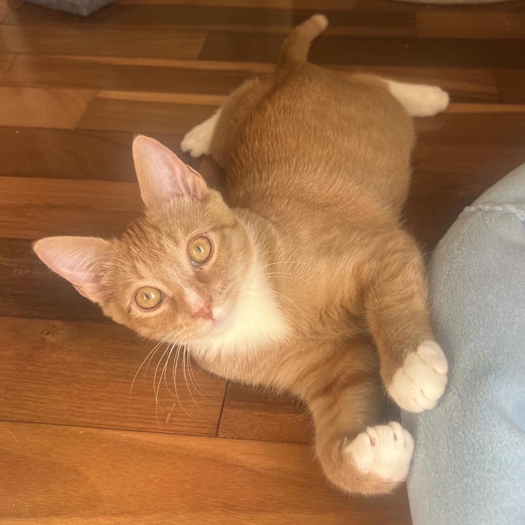 Dandi Dyal-DP, a Adoptable Domestic Short Hair in Tallahassee, FL image 5/6
