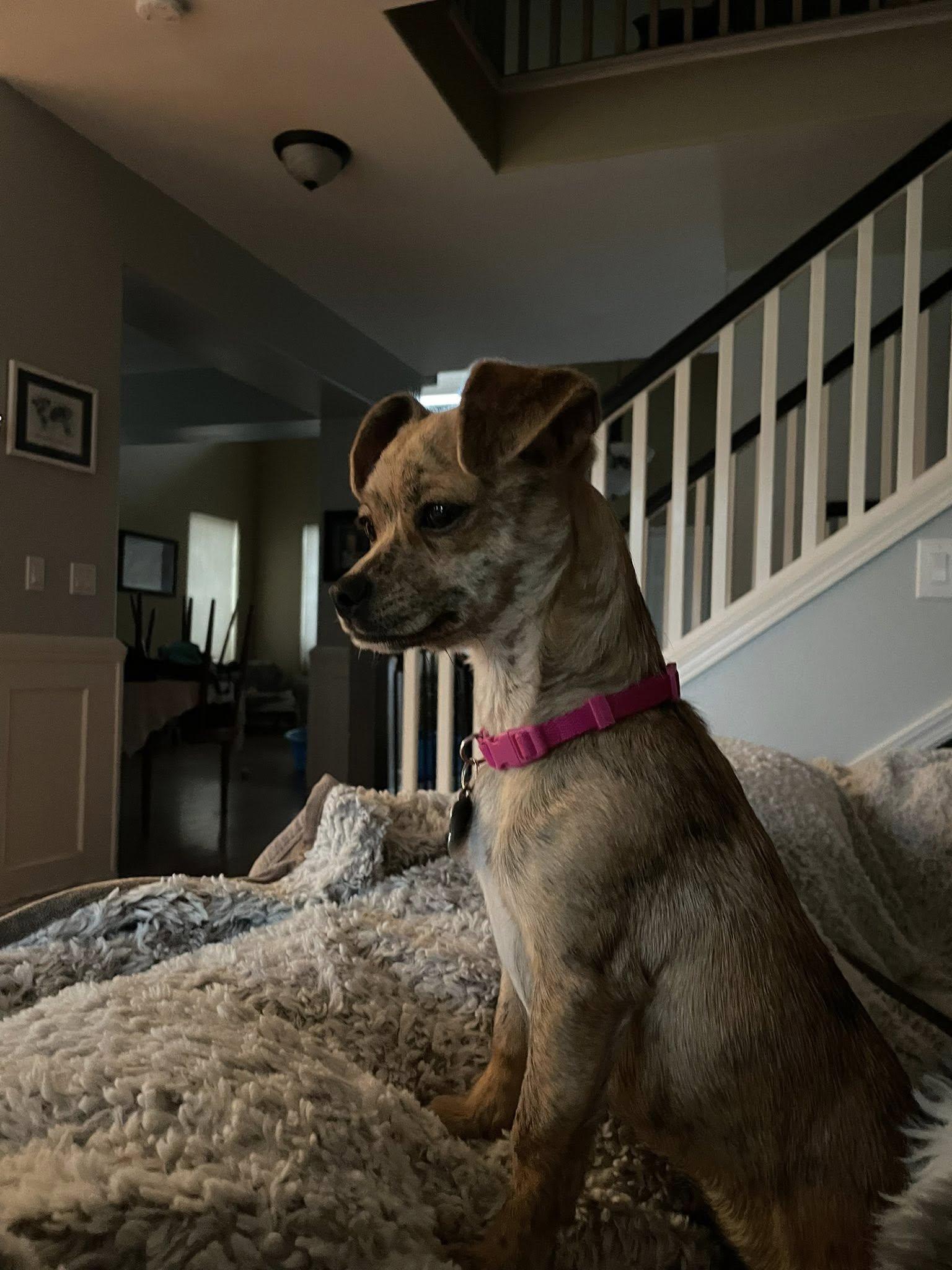 Enlarge Chai Tea, a Adoptable Chihuahua in West Richland, WA image 3/6