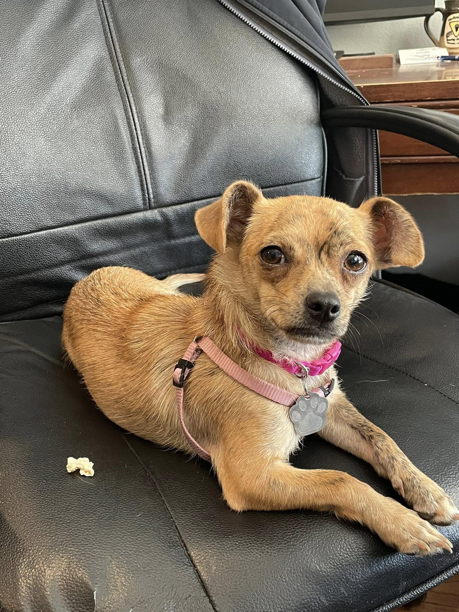 Enlarge Chai Tea, a Adoptable Chihuahua in West Richland, WA image 4/6