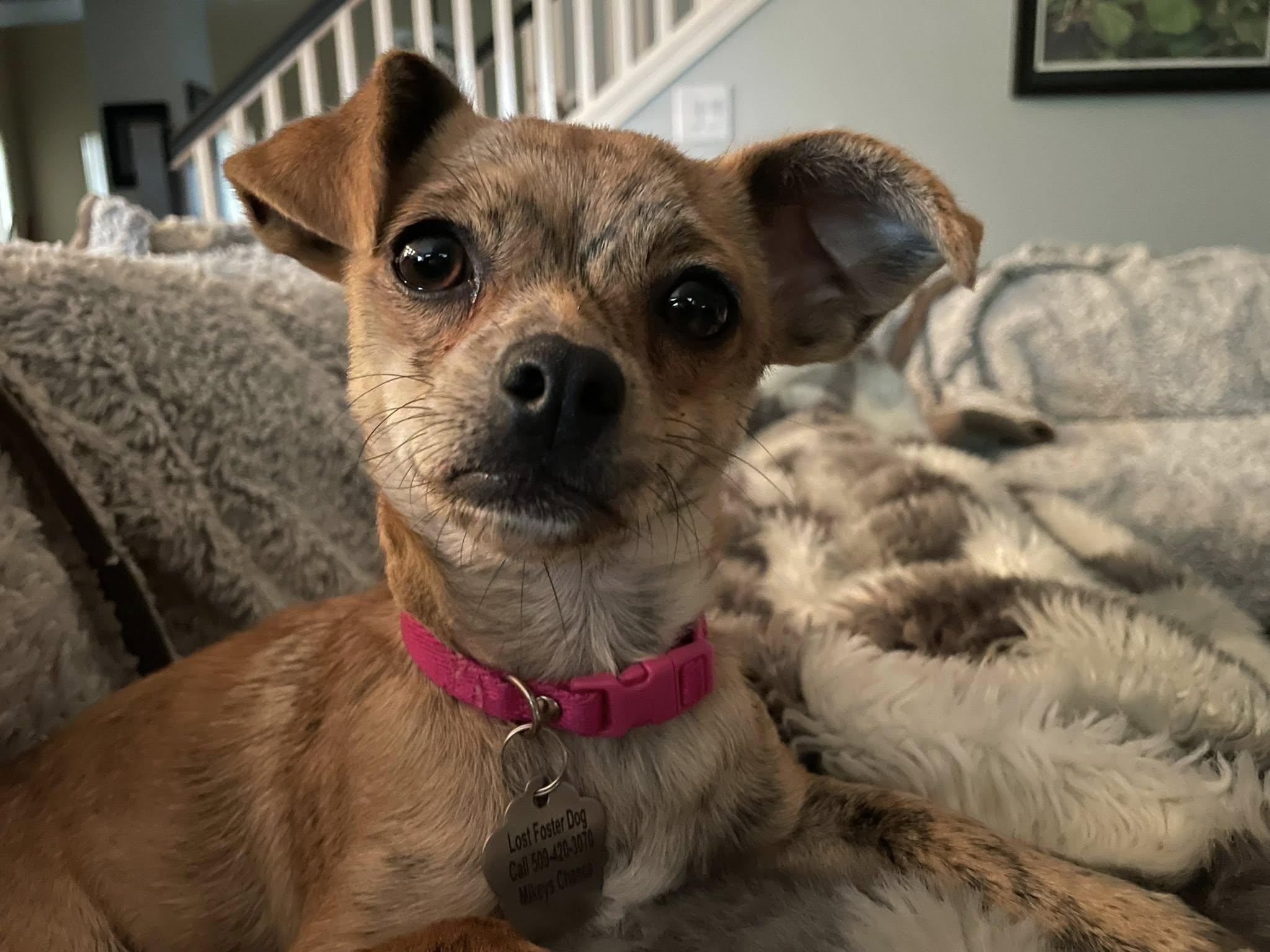 Enlarge Chai Tea, a Adoptable Chihuahua in West Richland, WA image 5/6