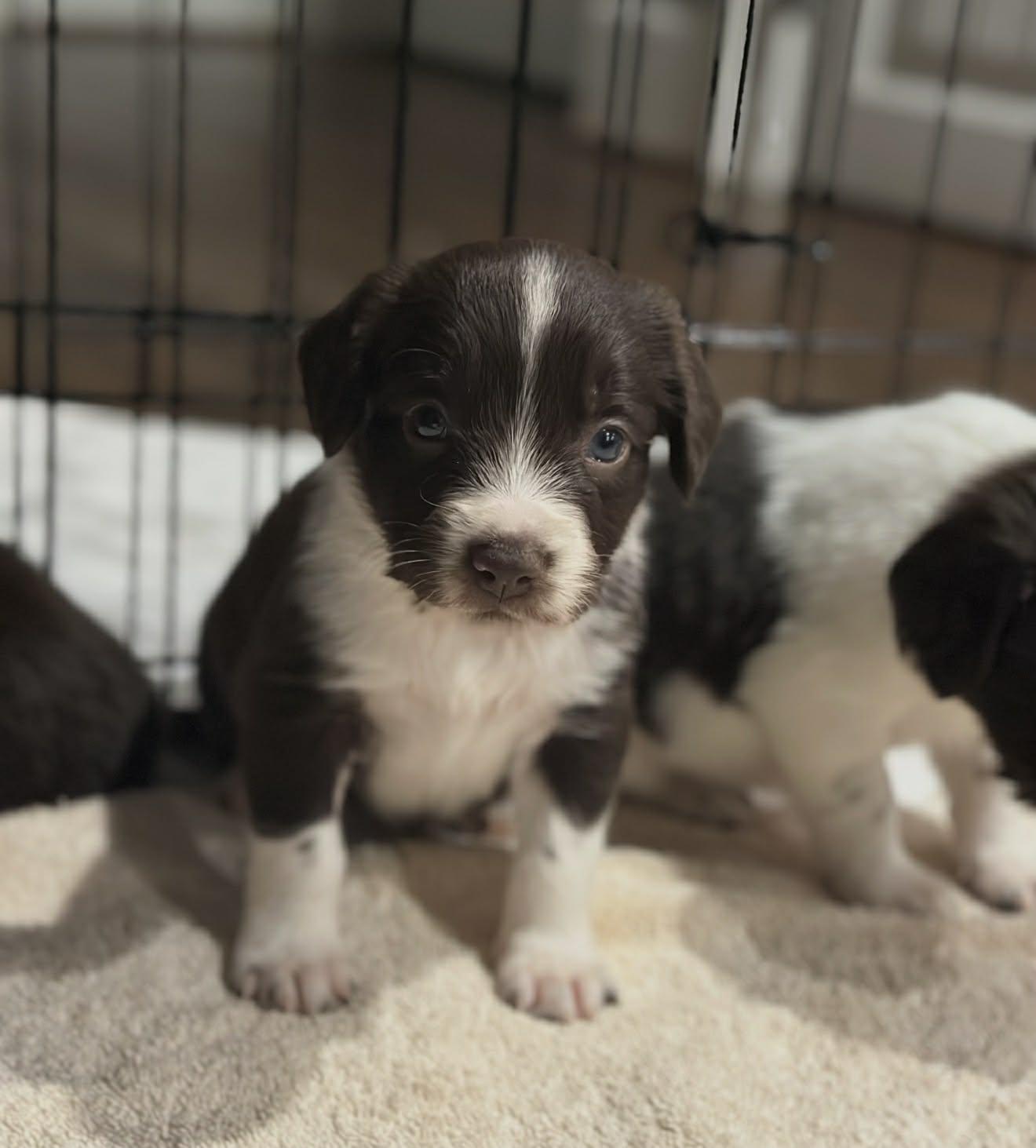 Enlarge Springer Spaniel Mixes- Female, a Adoptable mixed breed in Avon, CT image 2/6