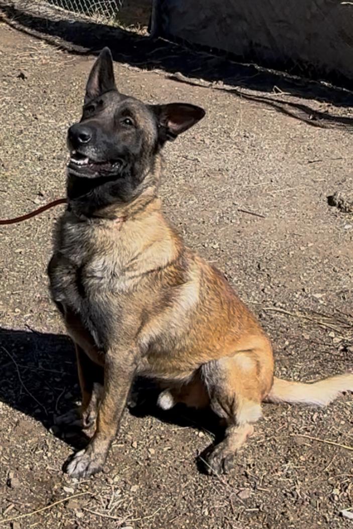 Enlarge Sky, a Adoptable Belgian Shepherd / Malinois in San Diego, CA image 1/2