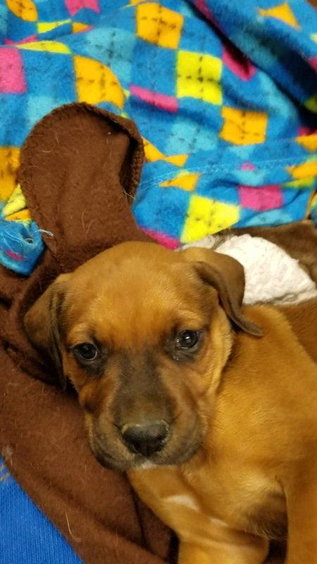 Buddy (Mozart), Adopted, Puppy Male Boxer & Labrador Retriever.