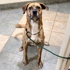 Cinnamon Roll, Adoptable, Adult Female Mixed Breed.