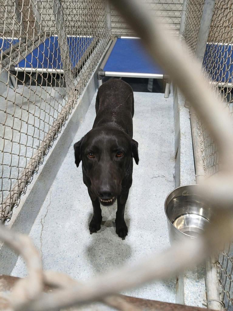 London, Adoptable, Adult Female Labrador Retriever.