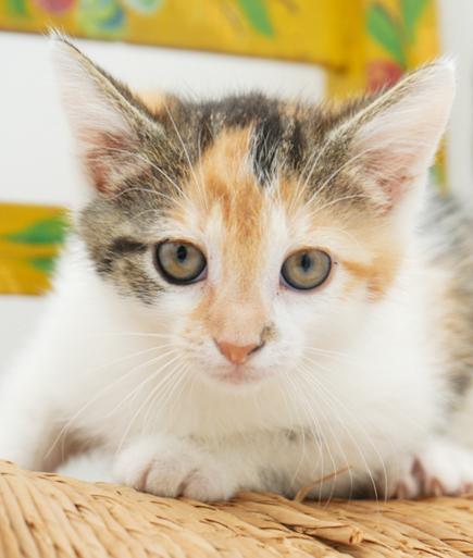 Kate can't be any kuter!  What a rainbow love muffin! Turkish Van Cat