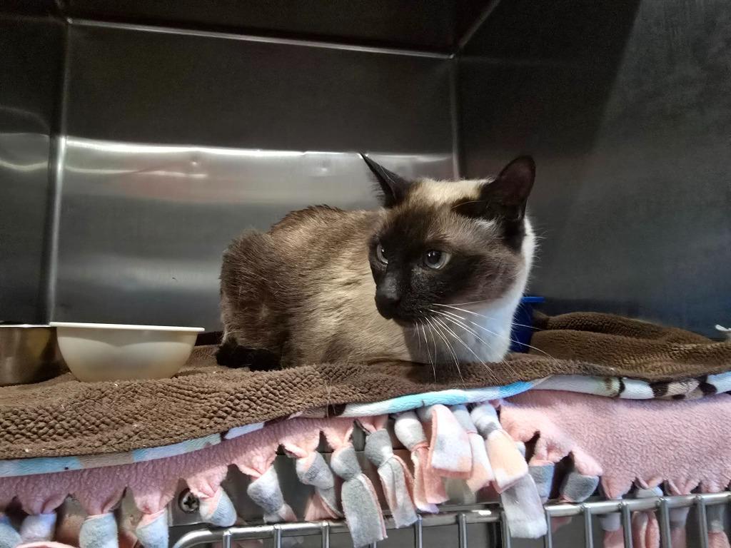 Enlarge Coco, a Adoptable mixed breed in Ashland, WI image 1/6