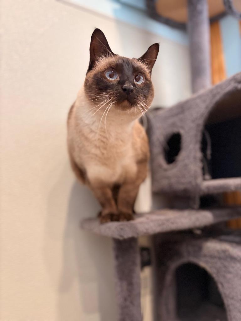 Enlarge Coco, a Adoptable mixed breed in Ashland, WI image 2/6