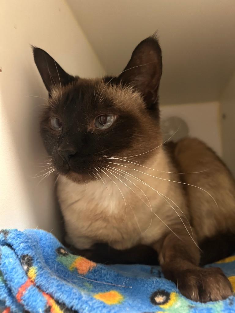 Enlarge Coco, a Adoptable mixed breed in Ashland, WI image 3/6