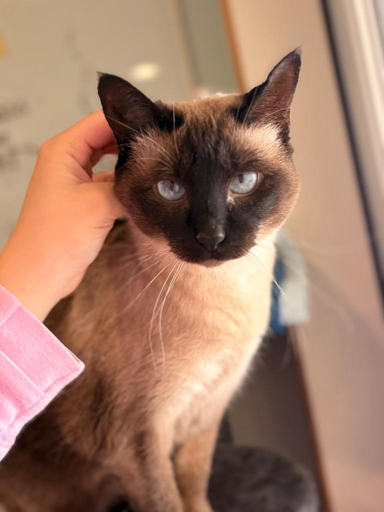 Enlarge Coco, a Adoptable mixed breed in Ashland, WI image 4/6