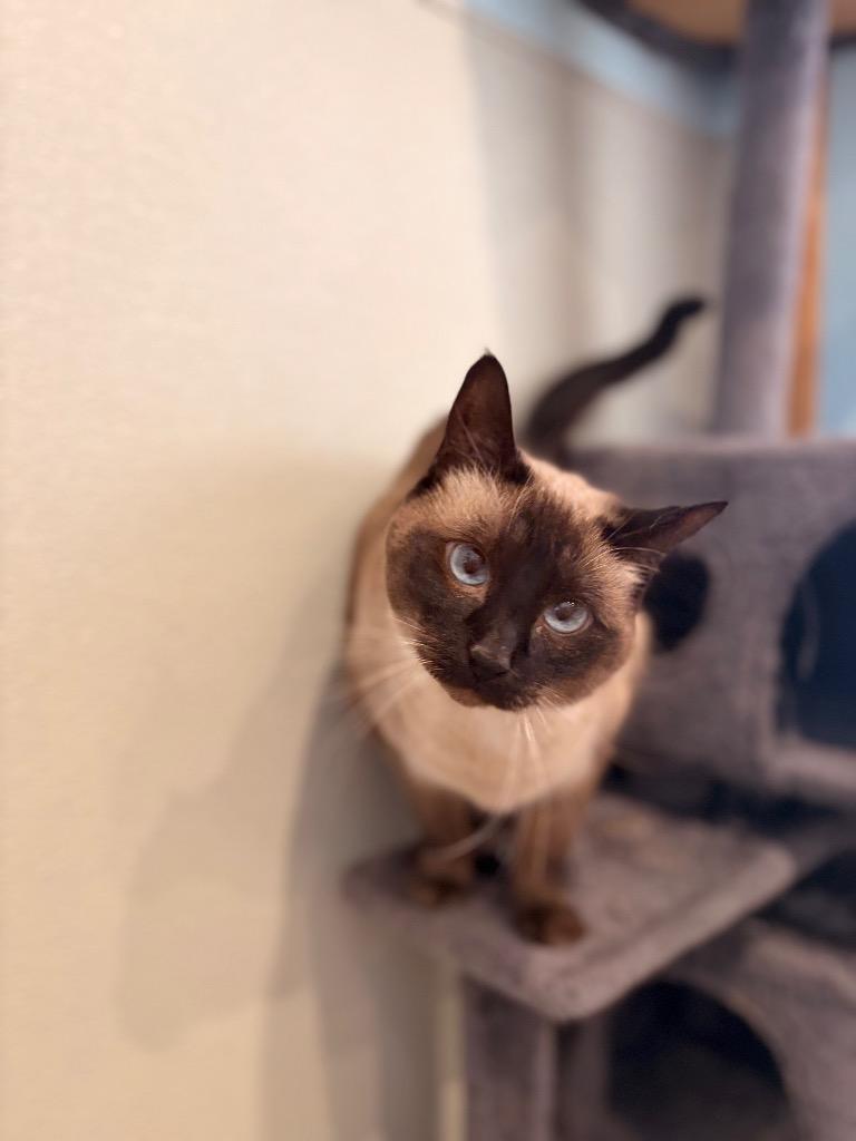 Enlarge Coco, a Adoptable mixed breed in Ashland, WI image 5/6