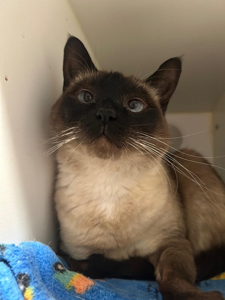 Enlarge Coco, a Adoptable mixed breed in Ashland, WI image 6/6