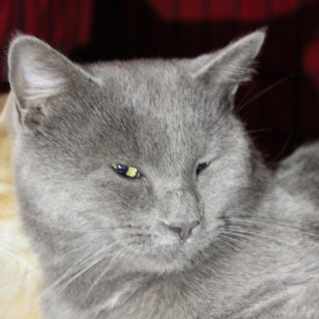 Enlarge Felix, a Adoptable Russian Blue in Billings, MT image 3/3