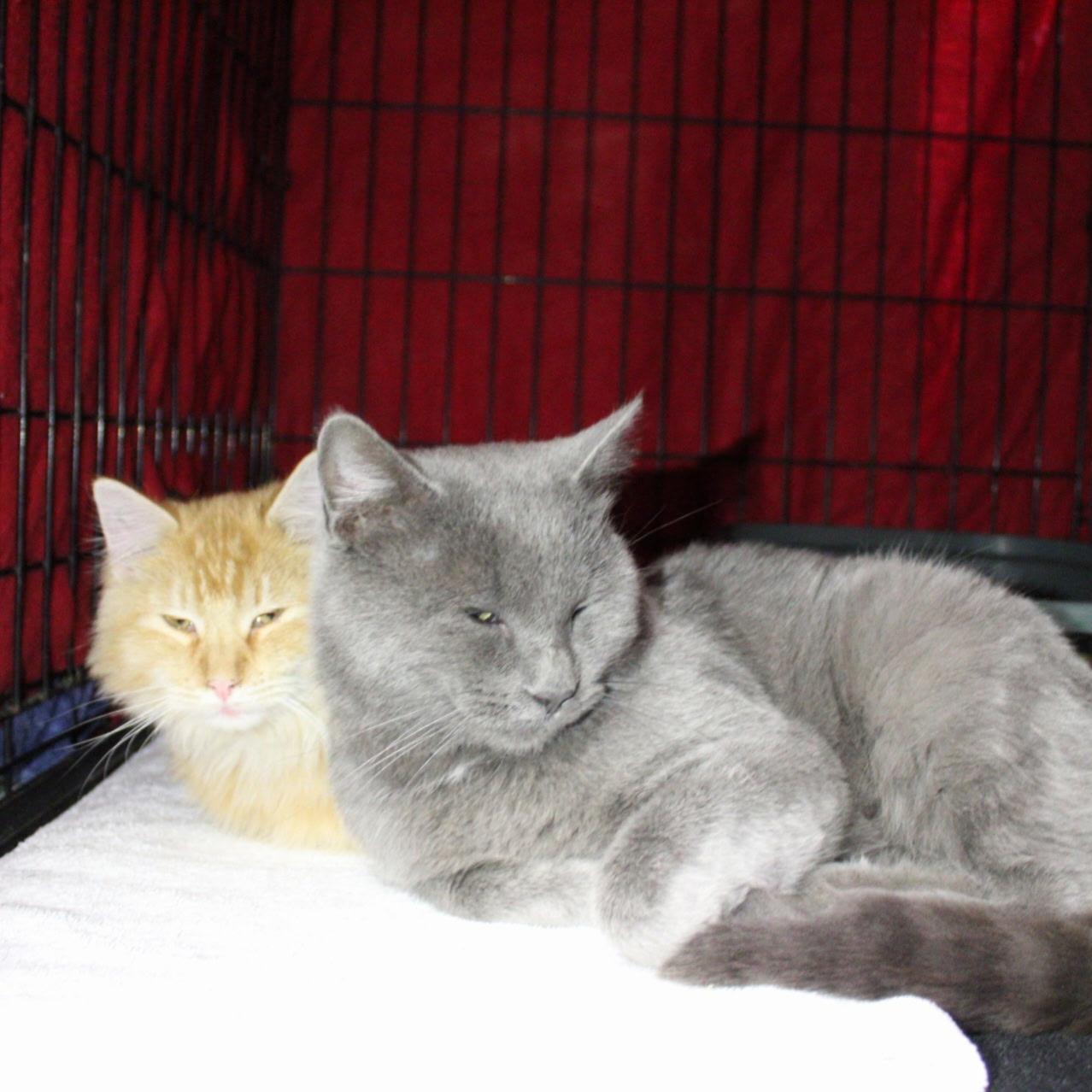 Enlarge Felix, a Adoptable Russian Blue in Billings, MT image 2/3