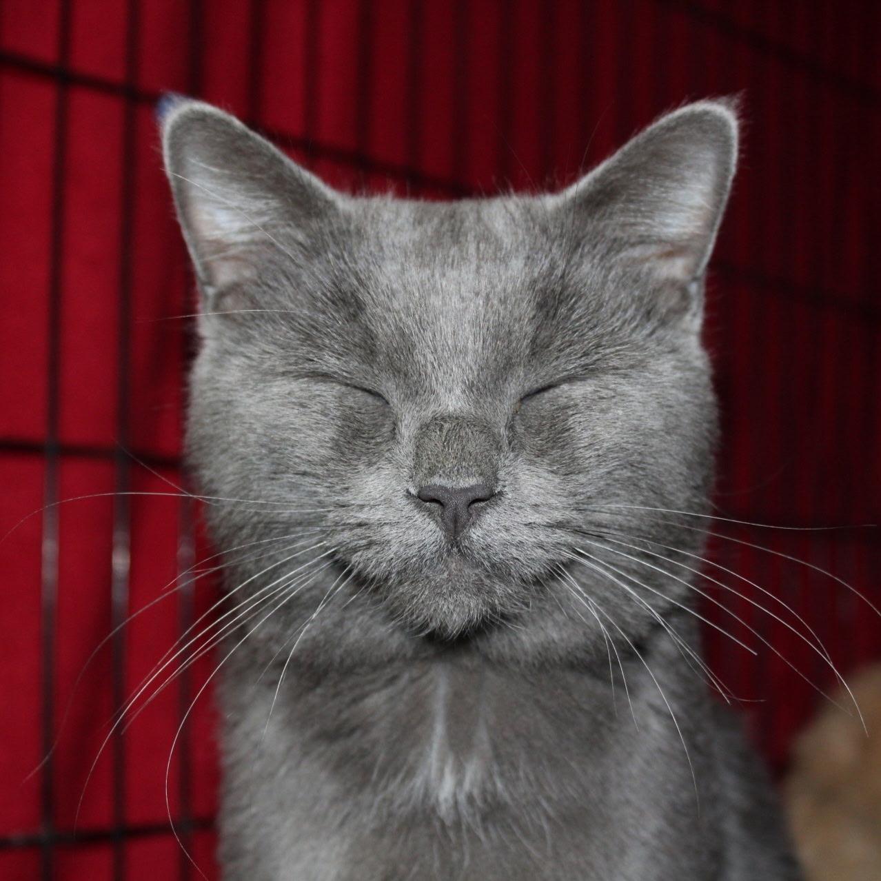 Felix, Adoptable, Adult Male Russian Blue.
