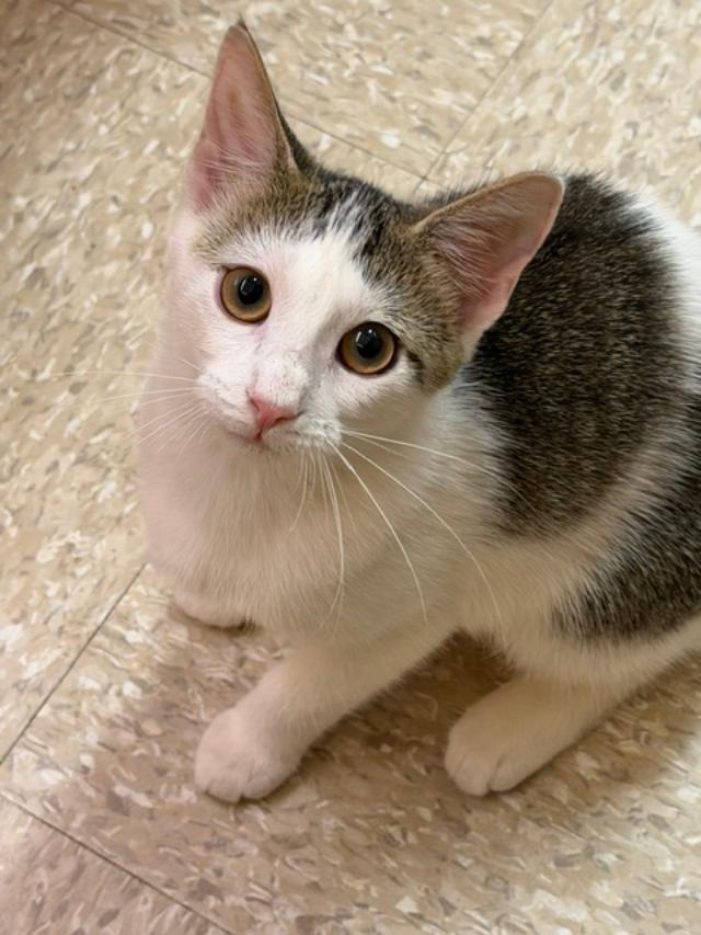 Springy, ADOPTABLE, Kitten Female Domestic Short Hair.