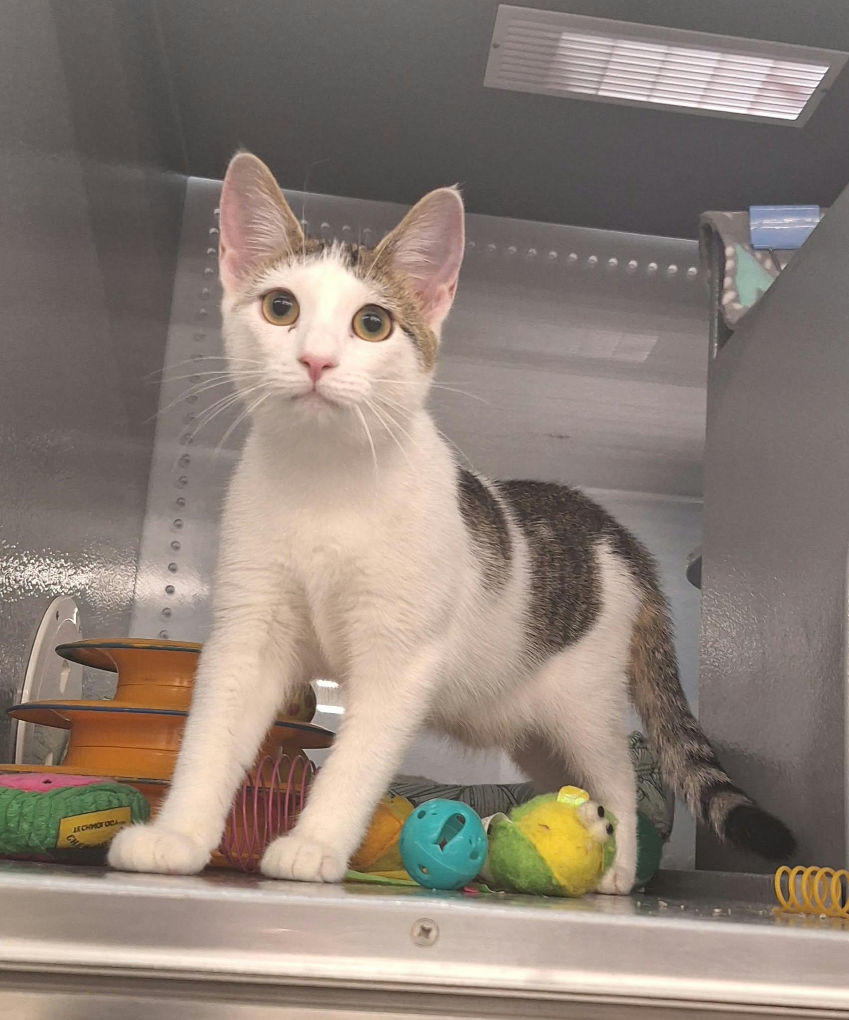 Springy, Adopted, Kitten Female Domestic Short Hair.